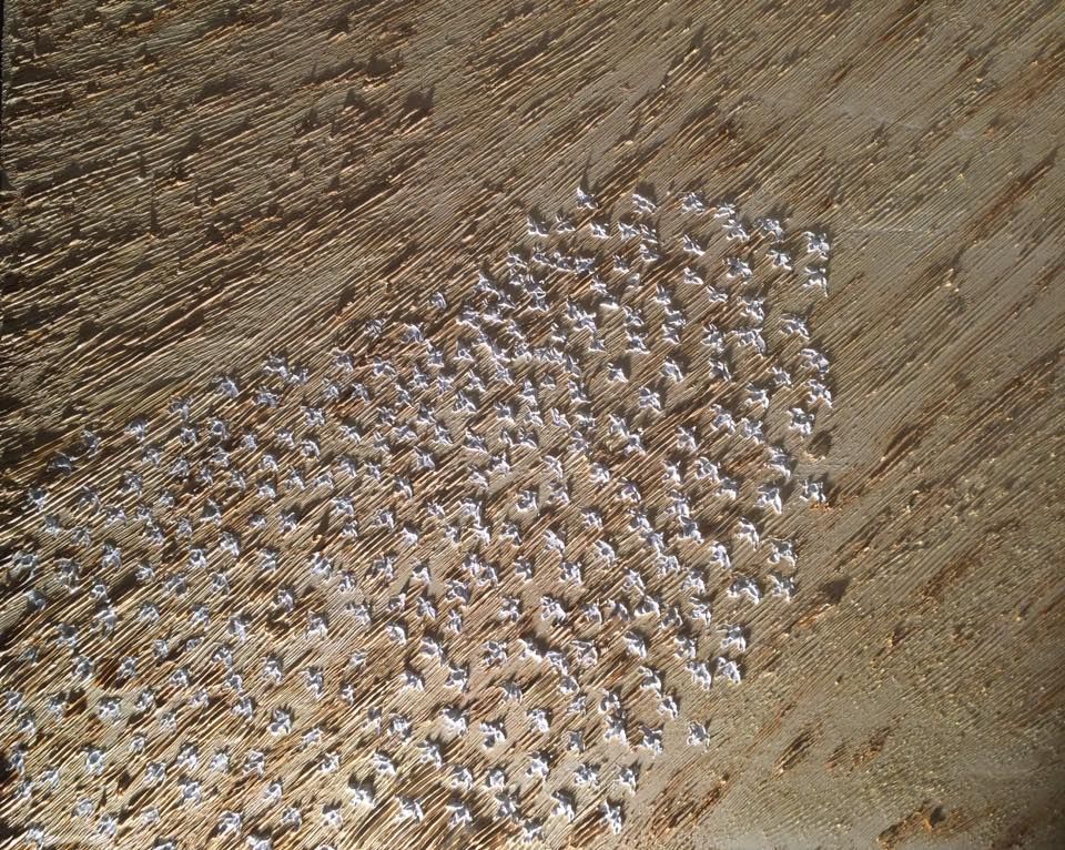 Seagulls 89 Cm X 116 Cm Oil On Canvas 2018